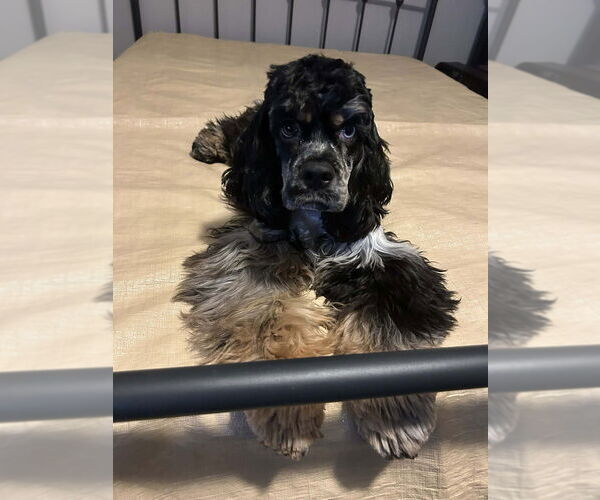 Medium Photo #1 Cocker Spaniel Puppy For Sale in Aurora, IN, USA