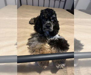 Cocker Spaniel Dogs for adoption in Aurora, IN, USA