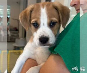 Medium Labrador Retriever Mix