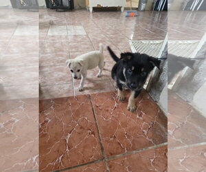 August - Male Australian Kelpie-Unknown Mix Dog for Adoption - Photo #2