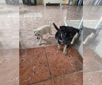 Small Photo #2 Australian Kelpie-Unknown Mix Puppy For Sale in Virginia Beach, VA, USA