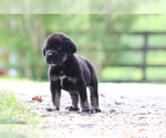 Small #1 Spanish Mastiff