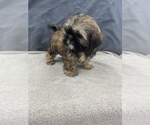 Small Photo #35 Shih Tzu Puppy For Sale in SAINT AUGUSTINE, FL, USA
