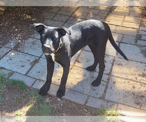 Labrottie Dogs for adoption in Lakewood, CO, USA