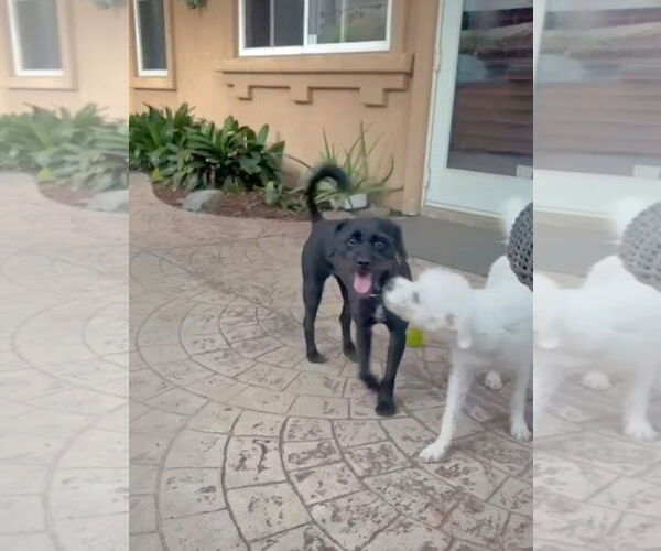 Medium Photo #7 Bossi-Poo Puppy For Sale in Escondido, CA, USA