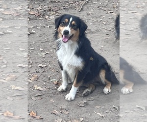 Australian Shepherd Puppy for sale in MARION, SC, USA