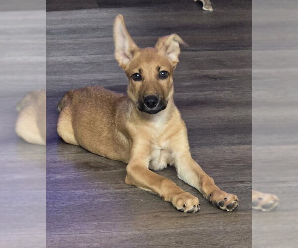 Medium Photo #2 Mutt Puppy For Sale in PIPE CREEK, TX, USA