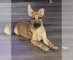 Small #1 Mutt
