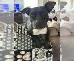 Small #5 American Pit Bull Terrier Mix