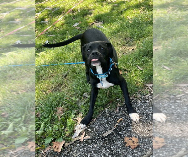 Medium Photo #7 Mutt Puppy For Sale in Springdale, PA, USA