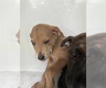 Small Labrador Retriever Mix