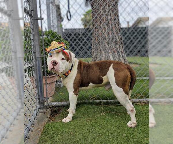 Medium Photo #1 Mutt Puppy For Sale in Downey, CA, USA