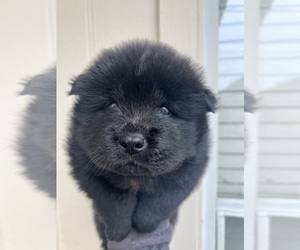 Chow Chow Puppy for sale in WYLIE, TX, USA