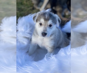 German Shepherd Dog-Siberian Husky Mix Puppy for Sale in BIGMOUNT, Pennsylvania USA
