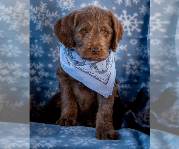 Medium Photo #5 Labradoodle Puppy For Sale in DEEPWATER, MO, USA