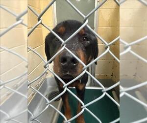 Rottweiler-Unknown Mix Dogs for adoption in Tulsa, OK, USA