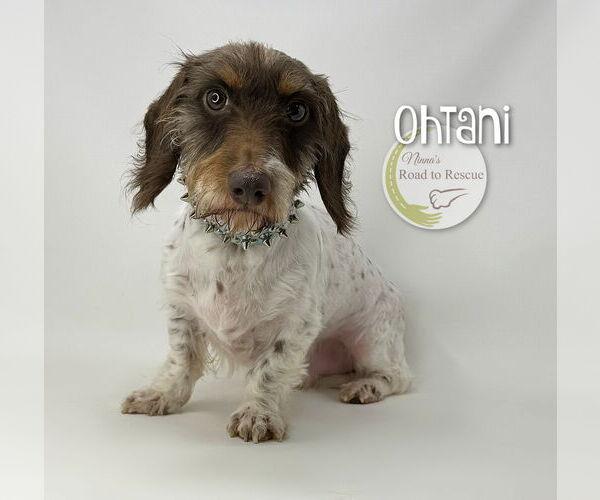 Medium Photo #1 Dachshund-Unknown Mix Puppy For Sale in Benton, LA, USA