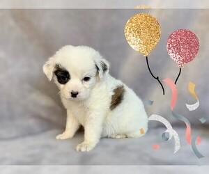 Maltese-Unknown Mix Puppy for sale in SAN FRANCISCO, CA, USA