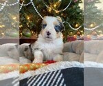 Small Photo #7 Australian Shepherd Puppy For Sale in LEBANON, IN, USA