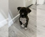 Small #1 Boxer Mix