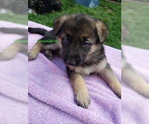 German Shepherd Dog Puppy for sale in GILROY, CA, USA