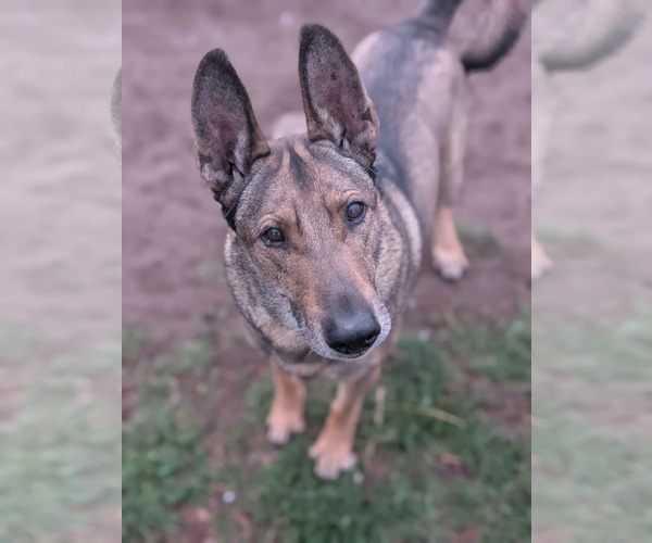Medium Photo #20 Mutt Puppy For Sale in Sandy, UT, USA