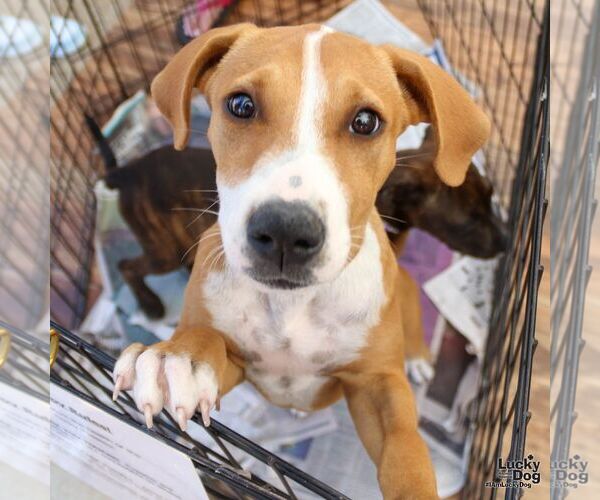 Medium Photo #5 Mutt Puppy For Sale in Washington, DC, USA