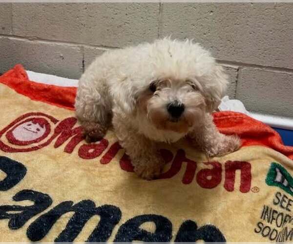 Medium Photo #5 Poodle (Miniature) Puppy For Sale in Pacolet, SC, USA