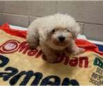 Small #4 Poodle (Miniature)