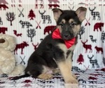 Small Photo #1 German Shepherd Dog Puppy For Sale in LANCASTER, PA, USA