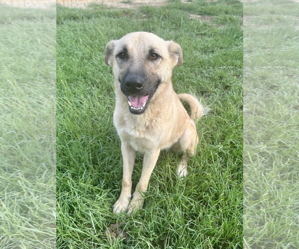 Medium Photo #4 German Shepherd Dog-Unknown Mix Puppy For Sale in Eastman, GA, USA