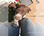 Small Photo #18 German Shorthaired Pointer Puppy For Sale in AMARILLO, TX, USA