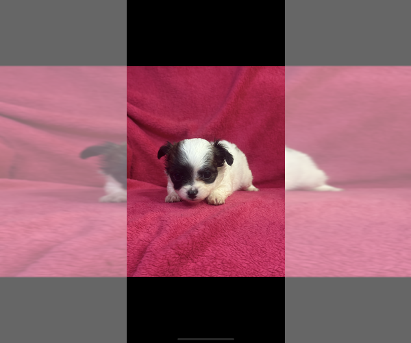 Medium Photo #2 Chihuahua Puppy For Sale in SHERMAN, TX, USA