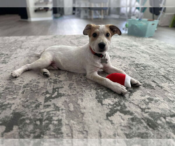 Medium Photo #4 Mutt Puppy For Sale in Holly Springs, NC, USA