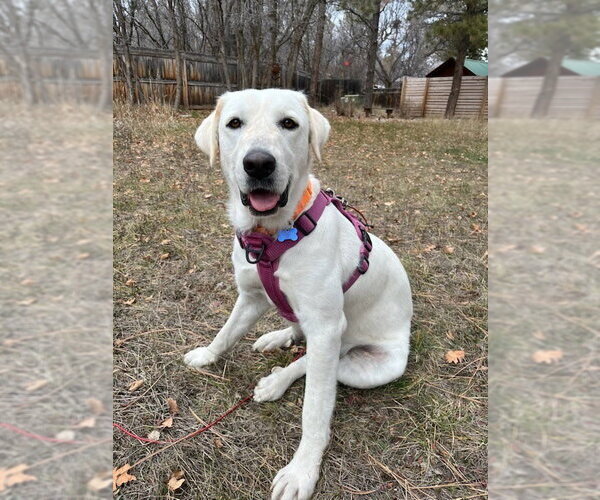 Medium Photo #1 Great Pyrenees-Unknown Mix Puppy For Sale in Winter Park, CO, USA