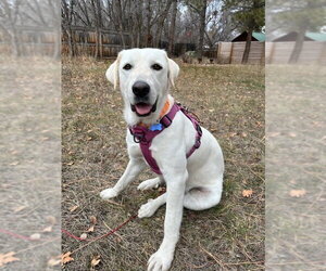 Great Pyrenees-Unknown Mix Dogs for adoption in Winter Park, CO, USA