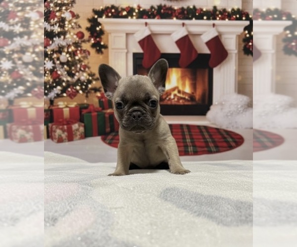 Medium Photo #1 French Bulldog Puppy For Sale in PORTSMOUTH, OH, USA