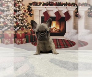 French Bulldog Puppy for sale in PORTSMOUTH, OH, USA