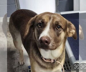 Beagle-Unknown Mix Dogs for adoption in Pottstown, PA, USA