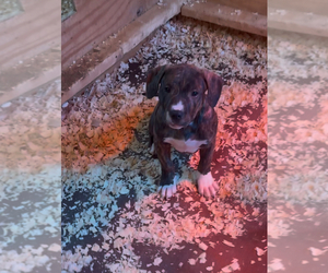 American Pit Bull Terrier Puppy for sale in SCOTTSVILLE, VA, USA
