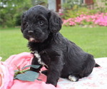 Puppy Oakley Cavapoo