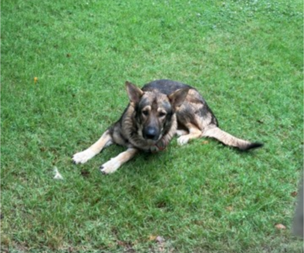 Medium Photo #1 German Shepherd Dog Puppy For Sale in SPARTANBURG, SC, USA