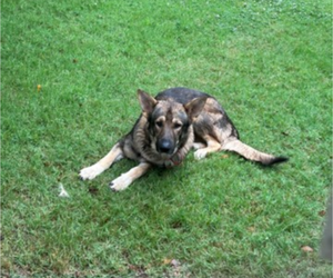 Father of the German Shepherd Dog puppies born on 11/11/2025