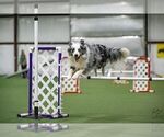 Small #14 Border Collie