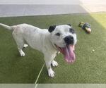 Small #1 American Staffordshire Terrier