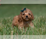 Small #5 Maltipoo (Miniature)