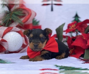 Yorkshire Terrier Puppy for sale in LANCASTER, PA, USA