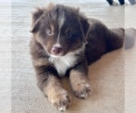Small #14 Miniature Australian Shepherd