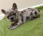 Freeza - Female French Bulldog Puppy for Sale - Photo #8