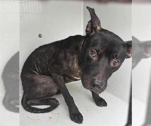 American Pit Bull Terrier Dogs for adoption in Houston, TX, USA